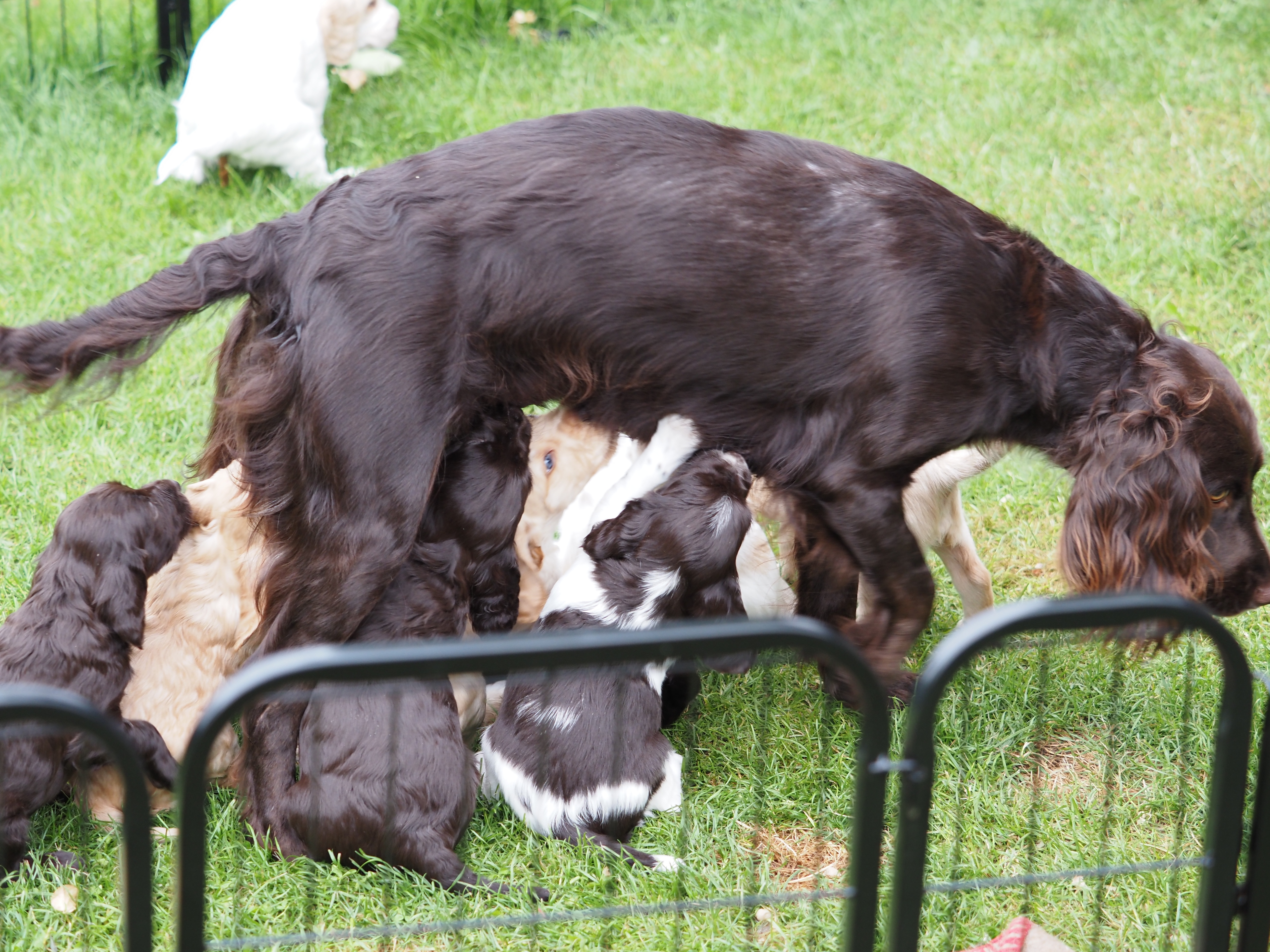 Qarla mit säugenden Welpen