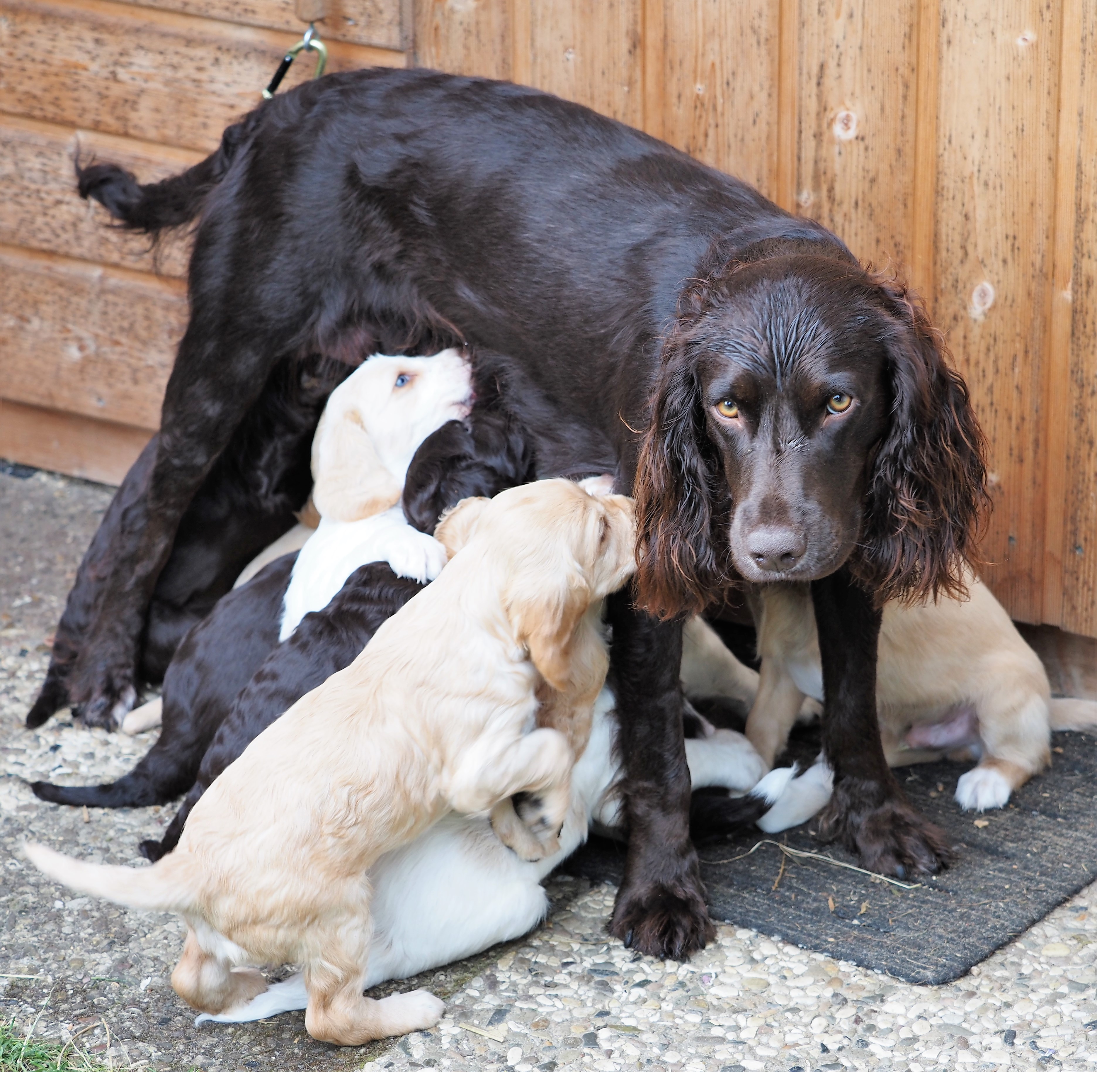 Welpen säugend an der Hündin