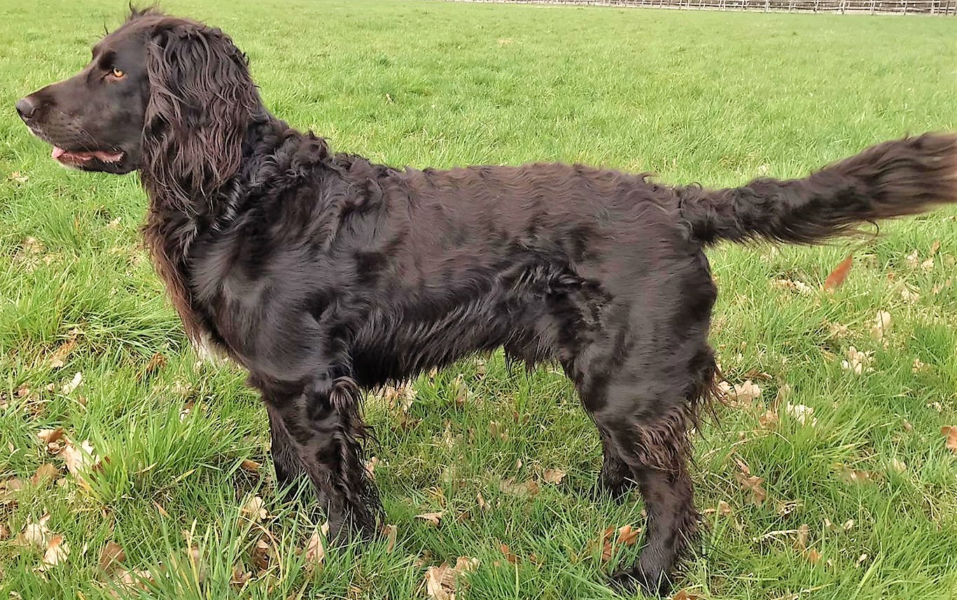 Deckrüde Walter vom Räberspring